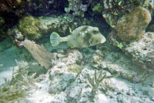 Belize-Belize Coast-Surf Getaway at the Turtle Inn
